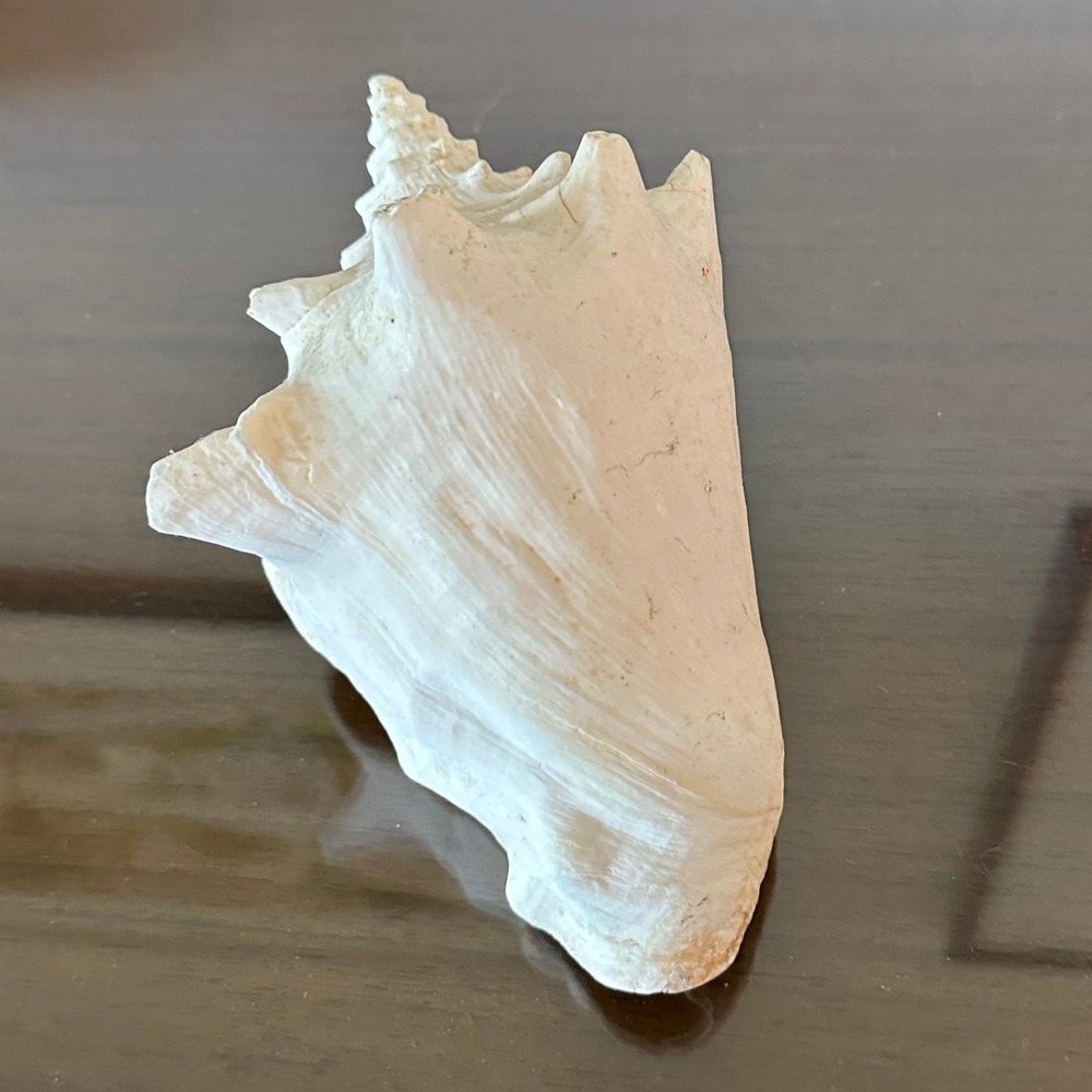 Natural Queen Conch Shell 7 Inch Pink White Nautical Coastal Beach Home Decor